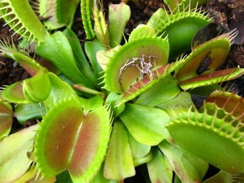 Ide Penting Contoh Tumbuhan Karnivora, Gambar Tumbuhan