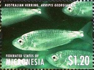 Stamp Australian Herring Arripis Georgianus Micronesia Federated