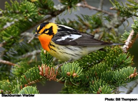 Blackburnian Warbler Blackburnian Warbler Photographed On Flickr