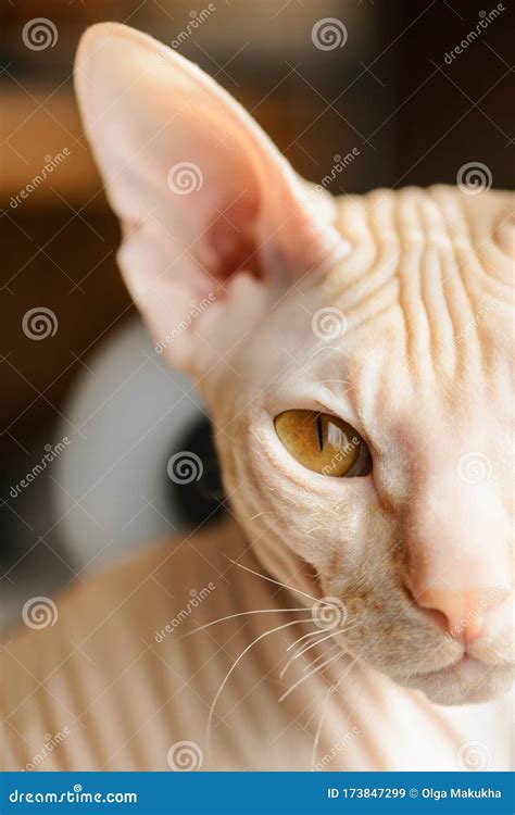 Cat Sphinx Naked Bald Beige Pink Stock Image Image Of Alertness Kitten 173847299