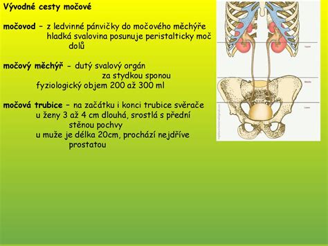 Biologie člověka ppt stáhnout