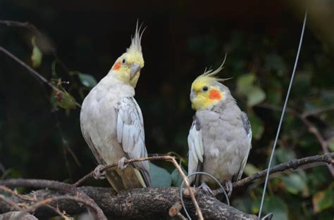 Breeding Cockatiels Easy Tips Breeding Cockatiel