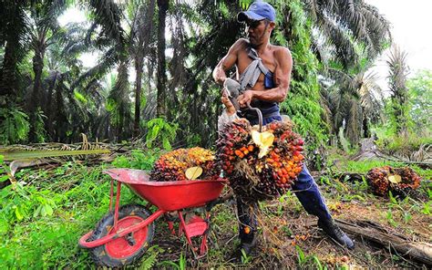 Apkasindo Masa Depan Sawit Indonesia Di Tangan Perkebunan Rakyat