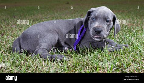 Young Grey Great Dane Puppy Lying On The Grass Stock Photo Alamy