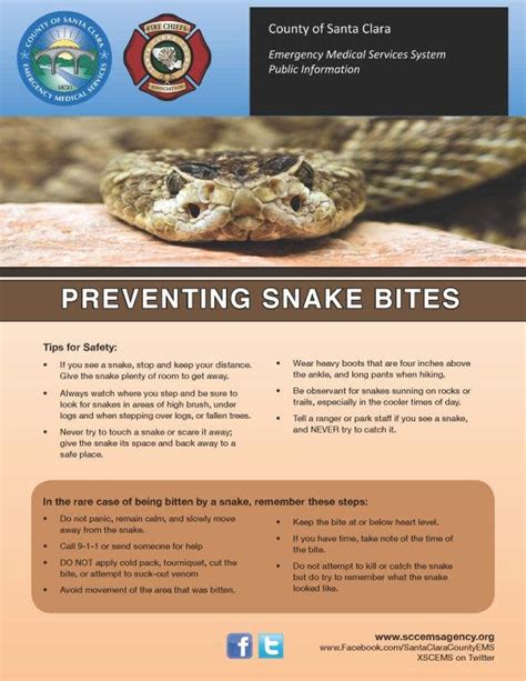 Watch Where You Walk For Rattlesnake Safety Saratoga Ca Patch