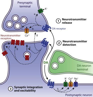 Dopaminergic Modulation Of Synaptic Transmission In Cortex And Striatum