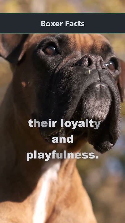 Boxer Dogs 101 What Boxers Are Known For Best Shorts Boxerdogs101