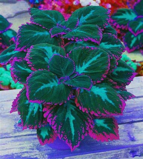 How To Grow Coleus As A Tree Step By Step Artofit