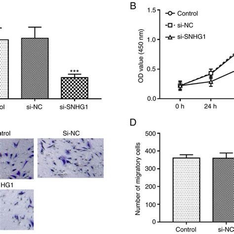 Knockdown Of Snhg Inhibits Cell Proliferation And Migration Of