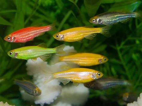 Glofish Care Size Life Span Tank Mates Breeding