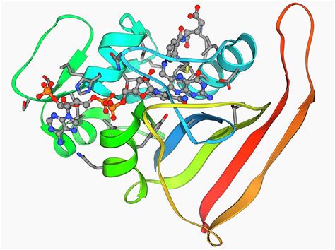 Dihydrofolate Reductase Molecule Photograph by Laguna Design/science Photo Library