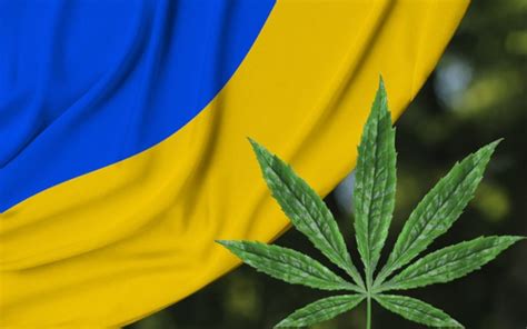 Legalizacja Medycznej Marihuany Na Ukrainie Nasionamarihuany Pl