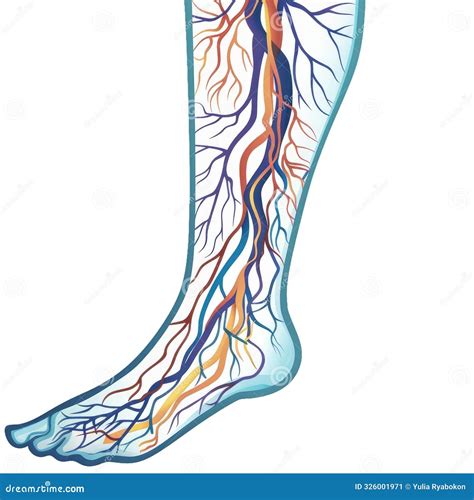 3d Eye Vascular Anatomy 45 Degree Angle View Stock Photography