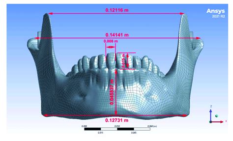 Characteristic Dimensions Of The Mandible With Teeth M Meter