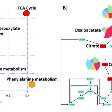 Metaboanalyst Computed Pathway Analysis A Pathway View Of Download Scientific Diagram