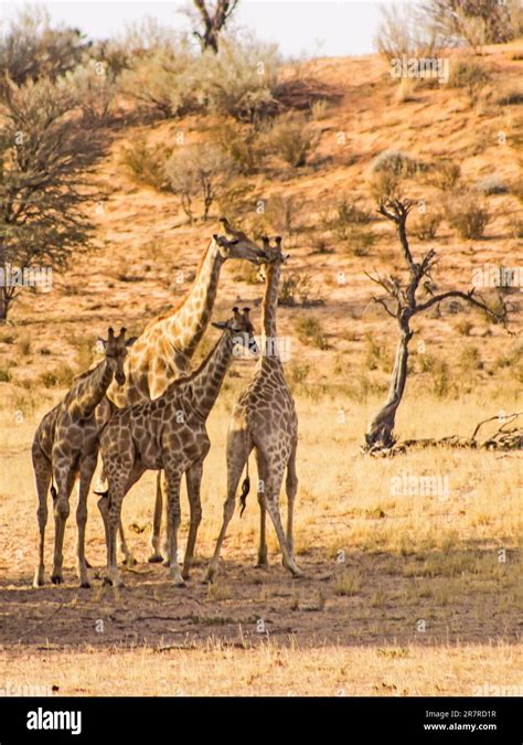 A Herd Of Desert Giraffes Giraffa Camelopardalis In The Shade Of A