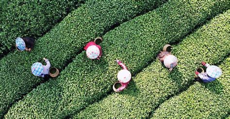 Kelsey Costa Ms Rdn On Linkedin How Green Tea Could Help Improve