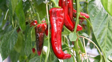 46 Types of Sweet Peppers to Grow This Season