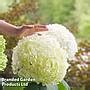 Hydrangea Arborescens Strong Annabelle Thompson Morgan