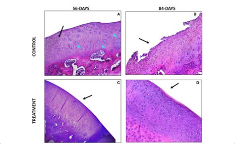 Figure Hematoxylin Eosin Stained Sections A The Defect Area Is Being