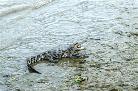 黄浦江边有鳄鱼出没！它从哪里来？ 晨镜头 周到