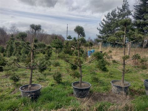 Piękne Bonsai do ogrodu w donicy sosna Pinus Sylvestris Czernica OLX pl