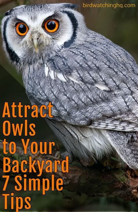 7 Proven Strategies That Attract Owls 2024 Owls Drawing Owl Owl