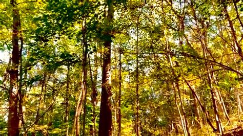 Early Fall Foliage Autumn Forest Nature Sounds Birds Singing Leaves