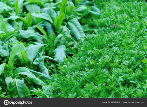 Green Leaf Lettuce Crown Daisy Growth Vegetable Garden — Stock Photo