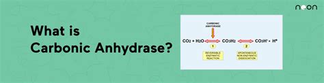 What Is The Role Of Carbonic Anhydrase Learn At Noon