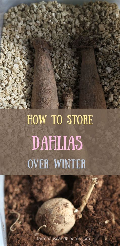 How To Store Dahlias Over Winter Dahlias Garden Dahlia Care Dahlia