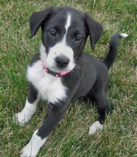 Border Collie Black And White Mix