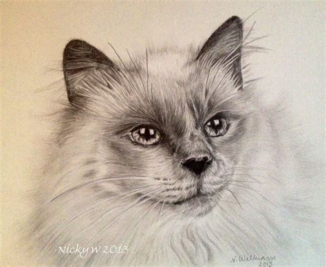 Pencil Drawings Of Siamese Cats Pencildrawing