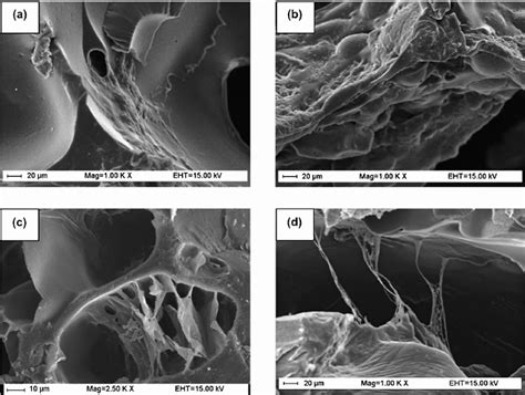 Sem Micrographs Of Mc3t3 E1 Cells Seeded On Different Scaffolds At Day