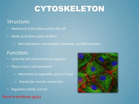 PPT Cytoskeleton And Extracellular Matrix PowerPoint Presentation