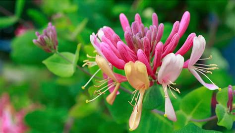 Hydrangeas And Honeysuckle