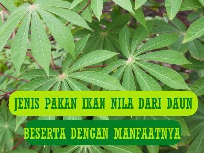 Jenis Pakan Ikan Nila Dari Daun Tanaman Beserta Manfaatnya