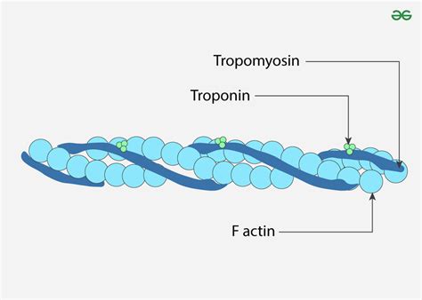 Actin Filaments Meaning Dynamics Structure And Function Geeksforgeeks