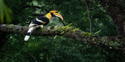 2 Day Wildlife Tour In Kaeng Krachan National Park By Tontan Travel