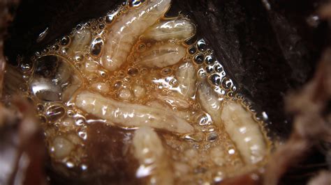 Maggots In Human Body