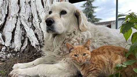 Kedi ve köpekler için yeni dönem Kuduz testi için QR kod uygulaması