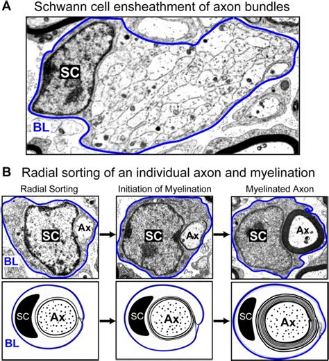 Neural Crest Schwann Cell Development Embryology