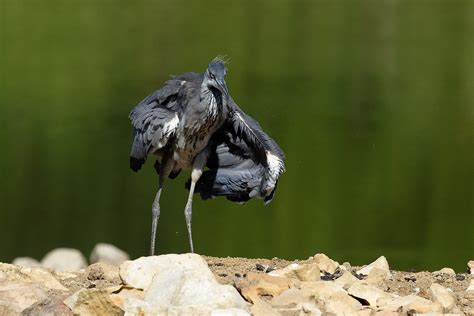 H Ron Cendr Juv Nile Ardea Cinerea Grey Heron Flickr