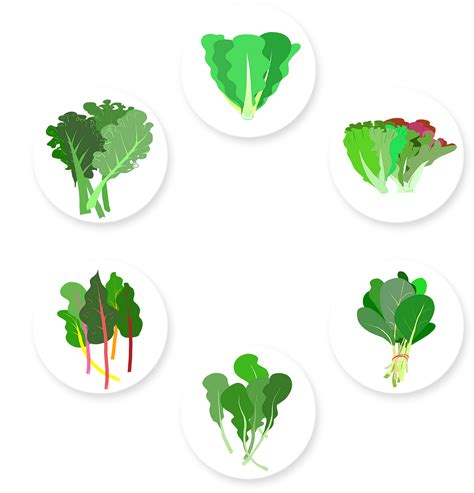 Types Of Leafy Greens