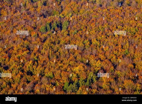 Vue Aérienne Forêt De Conifères Automnales Et Arbres à Feuilles