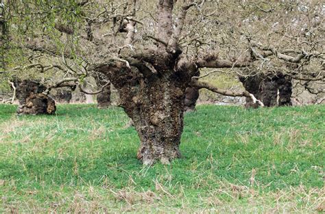 Ancient Oak Pollards Photographs