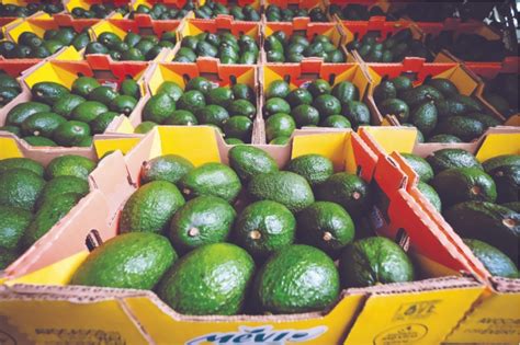 Propone Agricultura inspección mexicana para exportaciones de aguacate