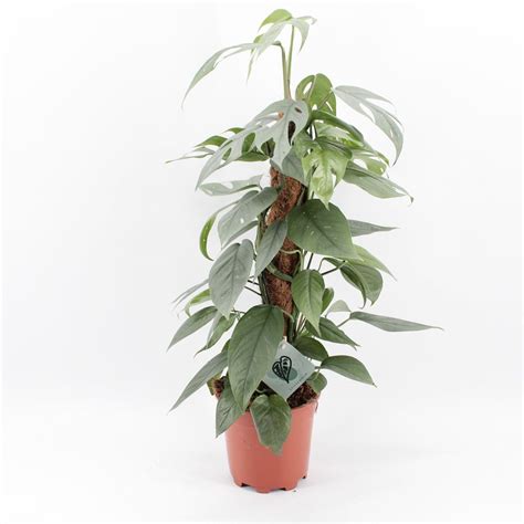 Epipremnum Pinnatum Cebu Blue — Plant Wholesale Floraccess