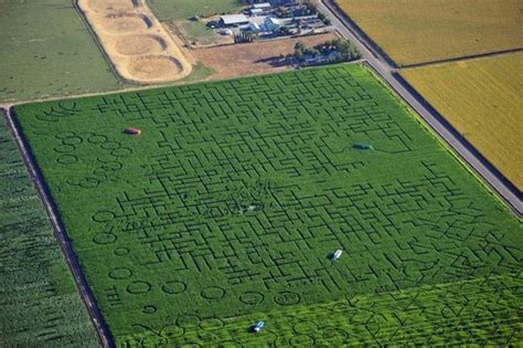 Cool Patch Pumpkins Corn Maze - Atlas Obscura