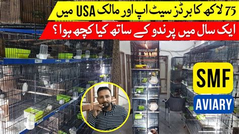 Love Birds Breeding Setup Visit In Lahore Java Finch Breeding Setup